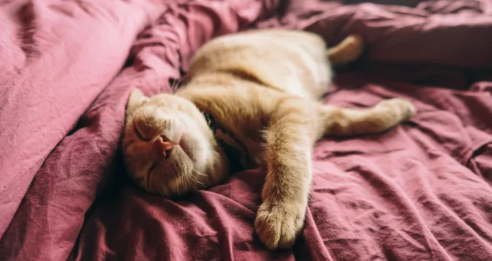 I gatti stanno bene soli? Attenzione...